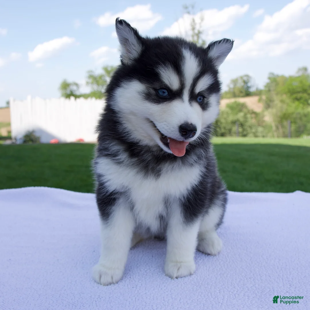 Pomsky dogs for sale: Sadie - Ad 1