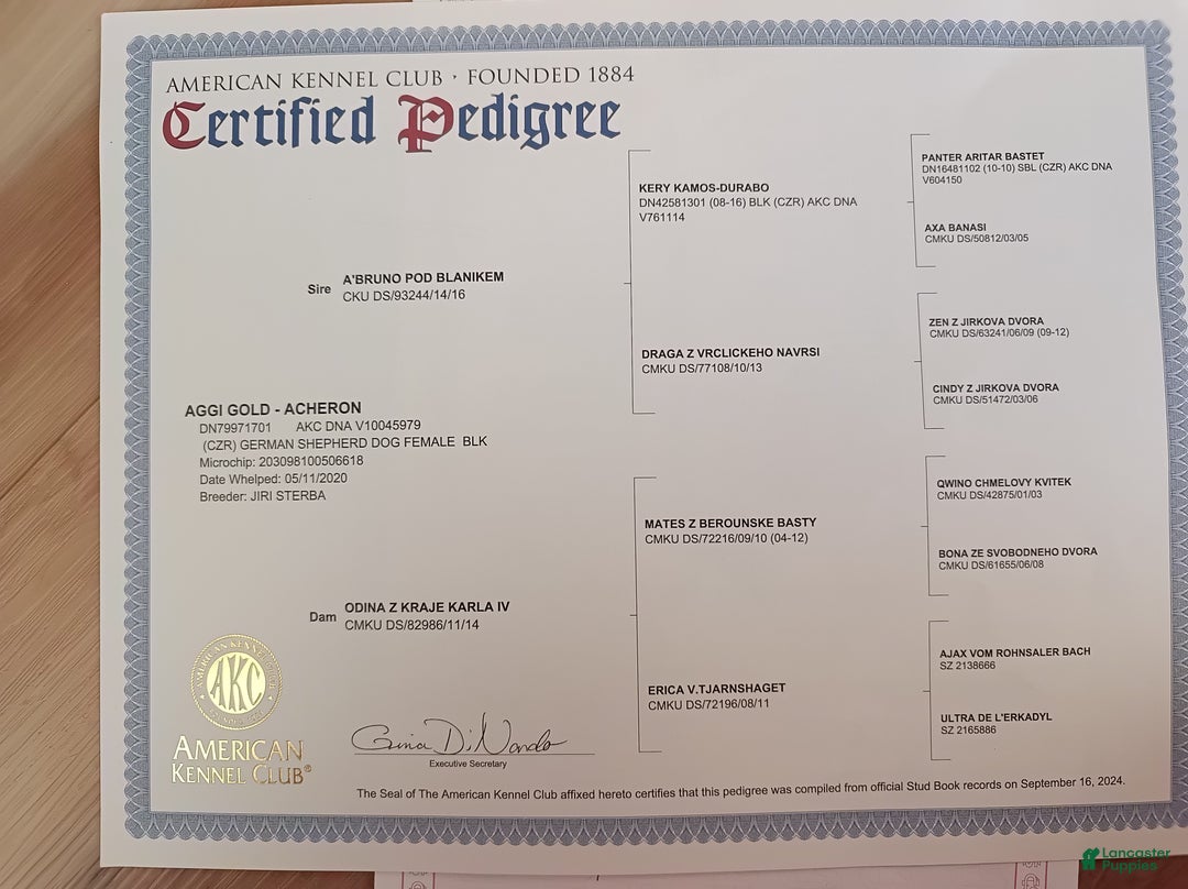 German Shepherd dogs for sale: German Shepherd Puppy 1 - Ad 7