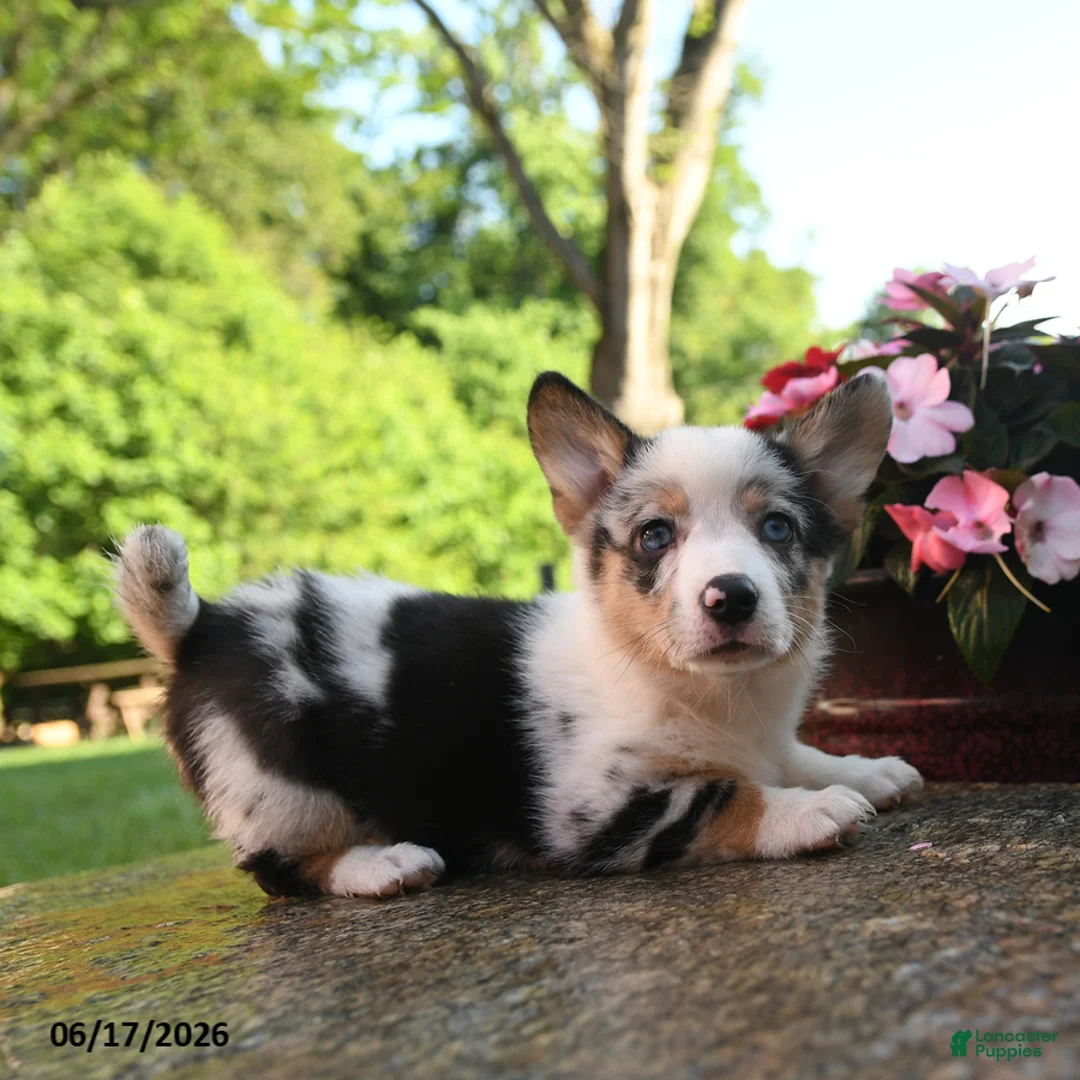 Welsh Corgi Pembroke dogs for sale: Reagan - Ad 3