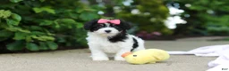 Cavachon dogs for sale: Angela - Ad 6