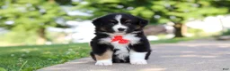 Miniature Australian Shepherd dogs for sale: Roamer - Ad 4