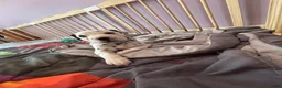 Dalmatian dogs for sale: Dalmatian 1 - Ad 7