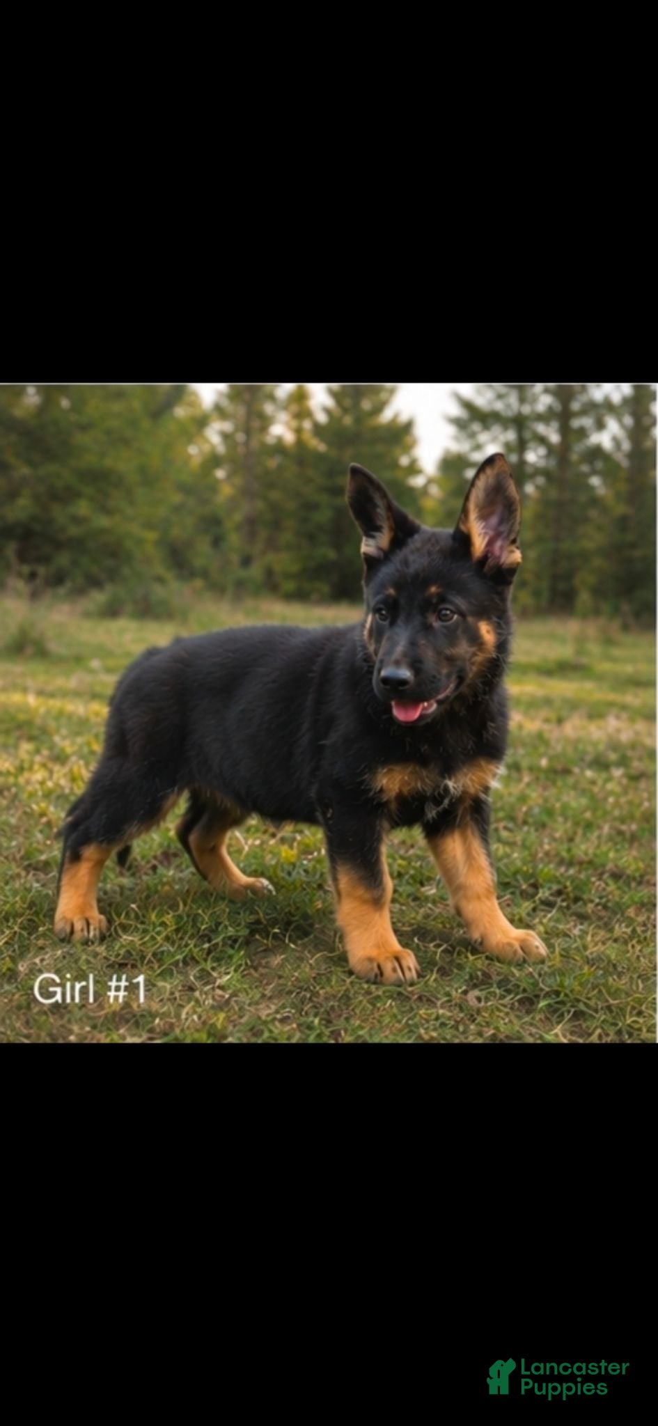 Mixed Breed dogs Mixed Breed 2 - Ad 27