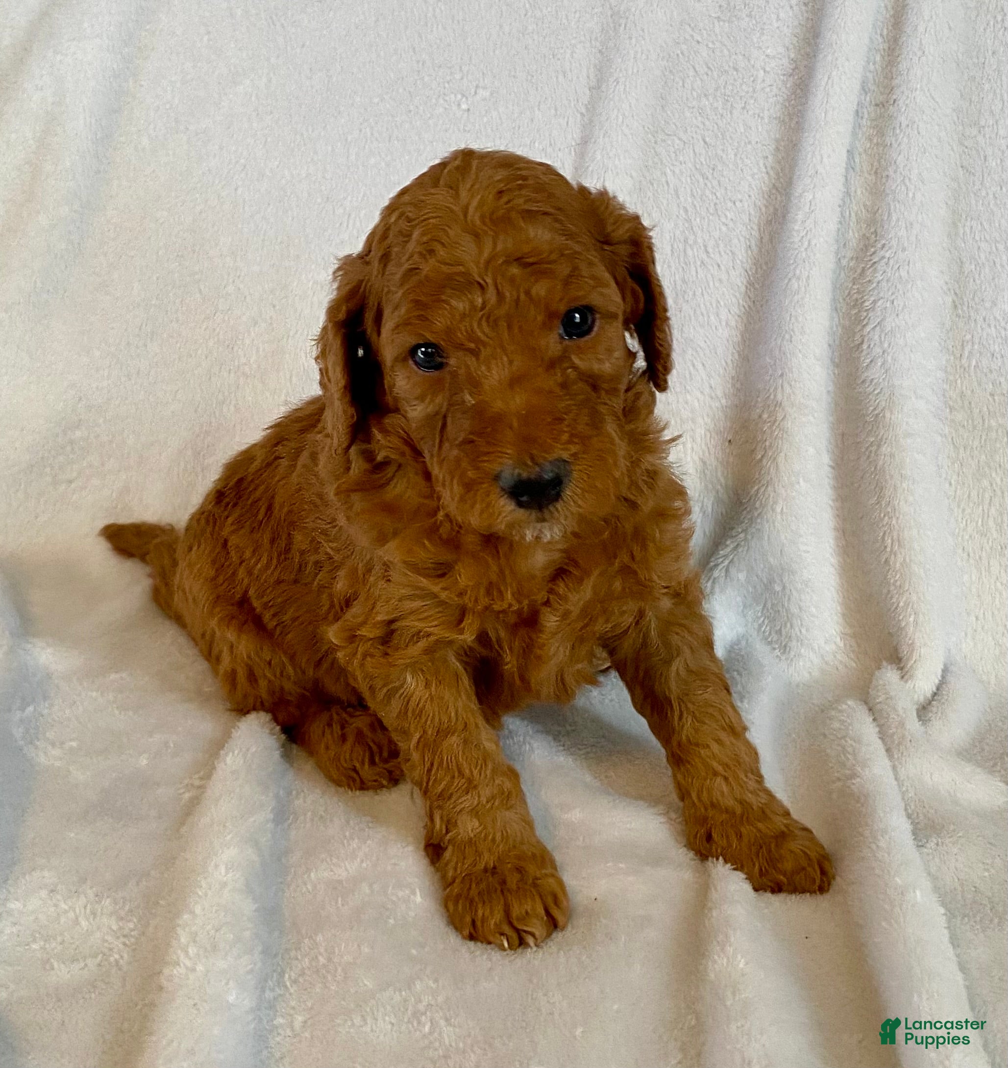 Standard Poodle dogs Buster - Ad 28