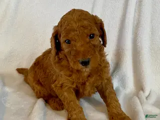 Standard Poodle dogs Buster - Ad 28