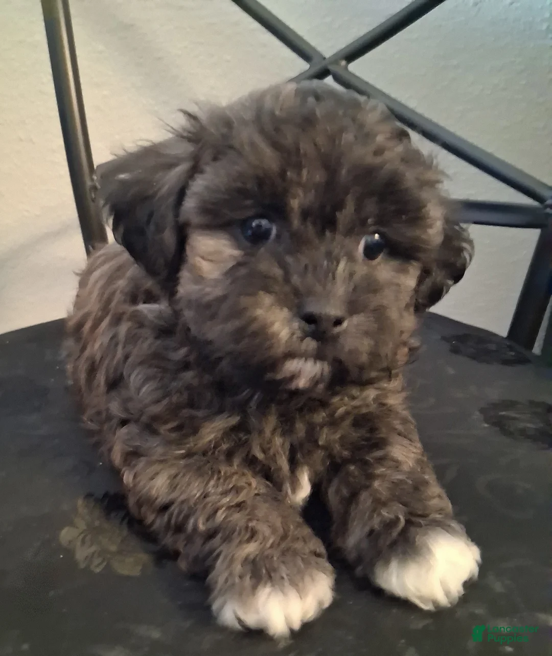Shihpoo dogs for sale: Aaron - Ad 9
