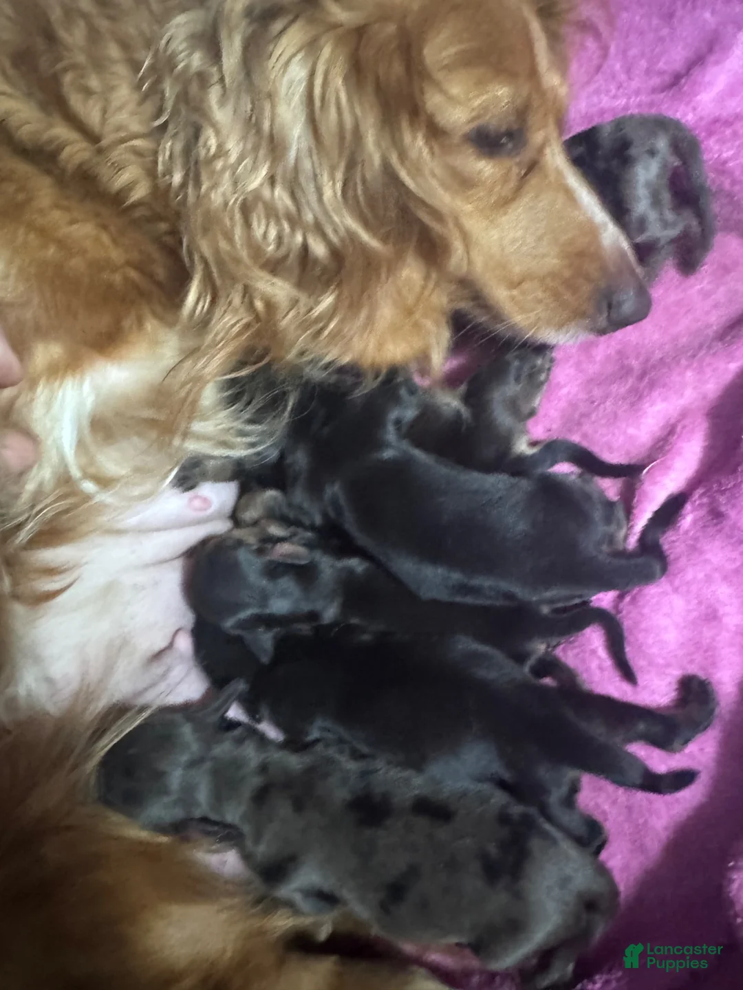 Miniature Dachshund dogs for sale: Miniature Dachshund 2 - Ad 1