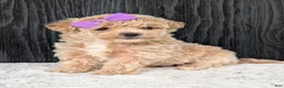 Bichpoo dogs for sale: Poppy - Ad 8