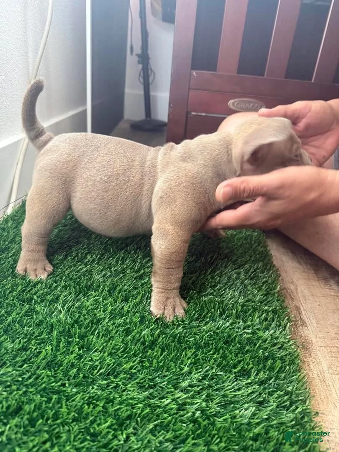 American Bully dogs for sale: American Bully 3 - Ad 2