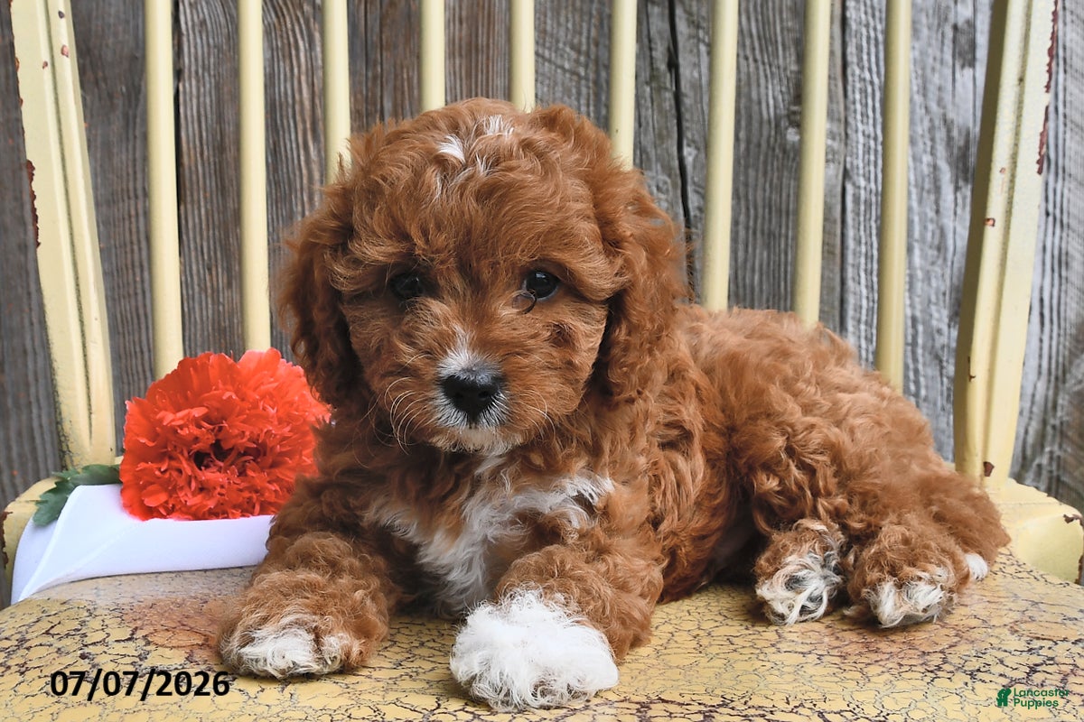Cavapoo dogs Diamond - Ad 2