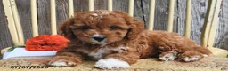 Cavapoo dogs for sale: Diamond - Ad 2