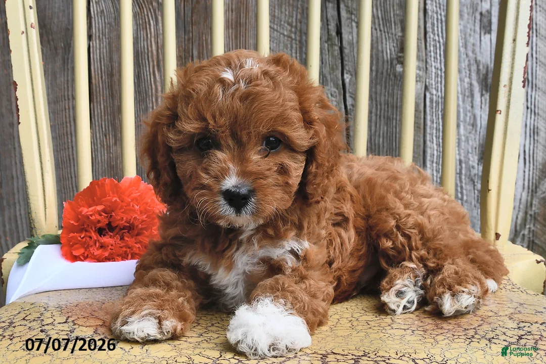 Cavapoo dogs for sale: Diamond - Ad 2