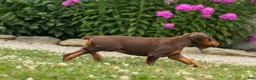 Doberman Pinscher dogs for sale: DOLLY - Ad 4