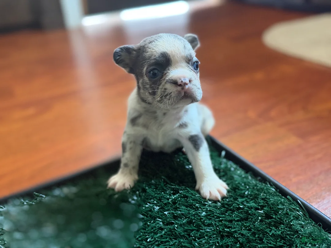 French Bulldog dogs for sale: Oreo - Ad 2