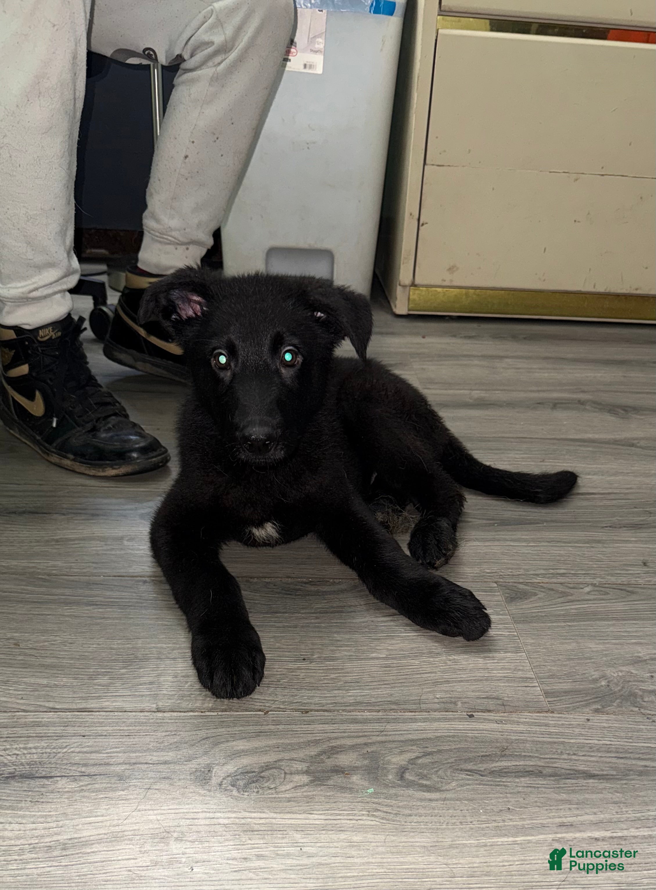 German Shepherd dogs Cole  - Ad 1