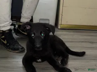 German Shepherd dogs for sale: Cole - Ad 2