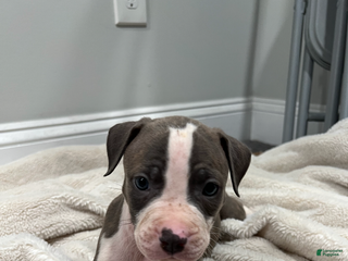 American Pit Bull Terrier dogs - Ad 30