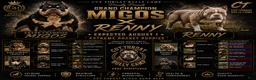 American Bully dogs for sale: American Bully 5 - Ad 3