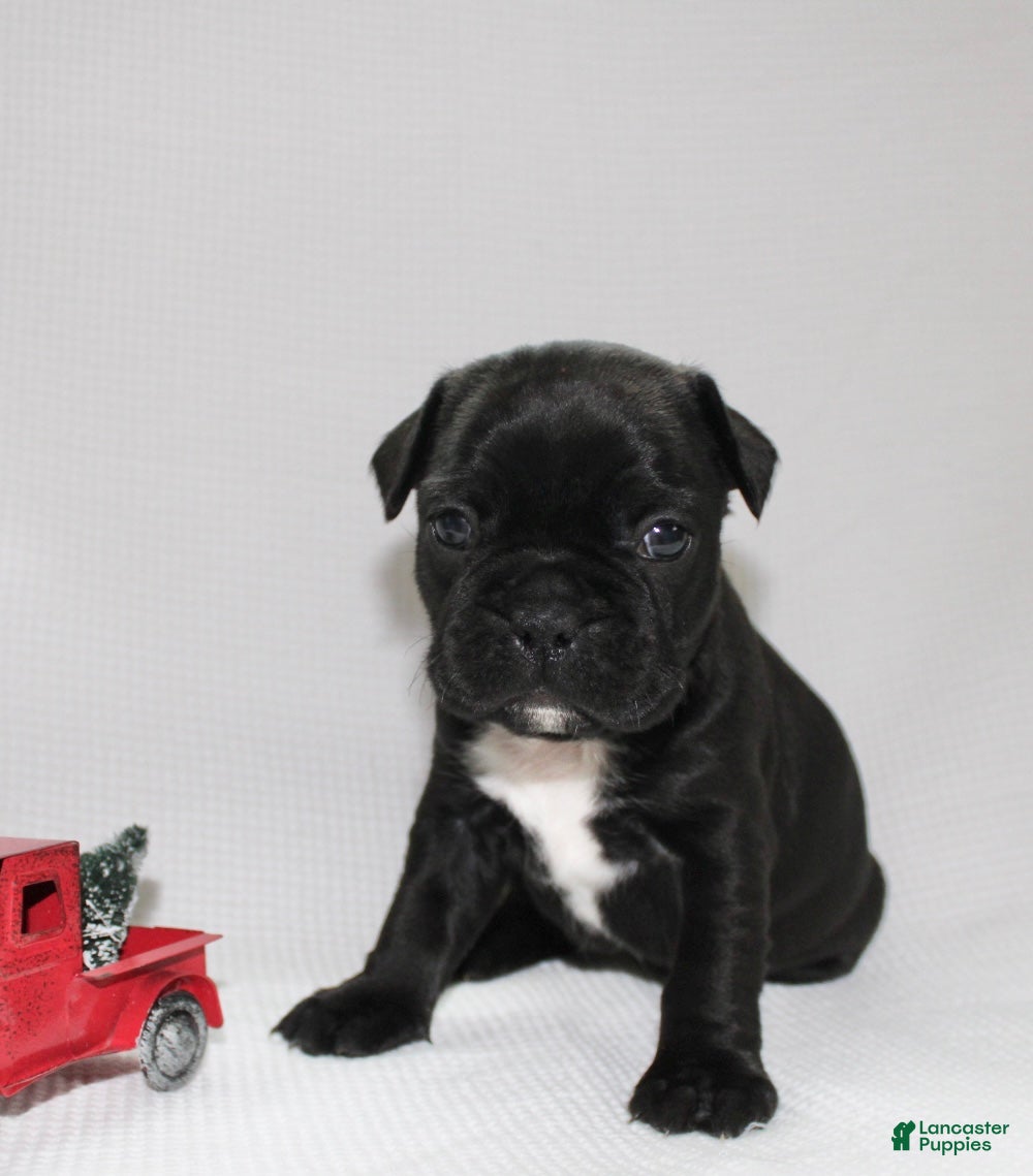 Frenchton dogs Tillie - Ad 41