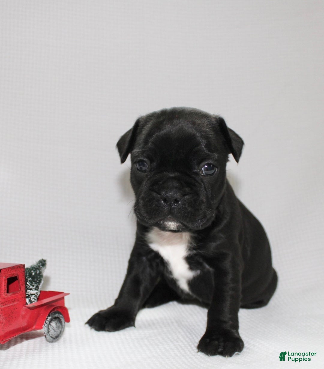 Frenchton dogs for sale: Tillie - Ad 1