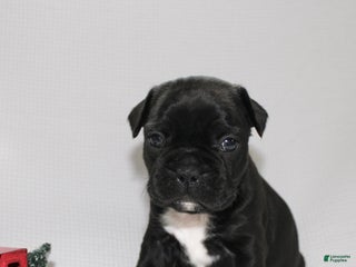 Frenchton dogs Tillie - Ad 41