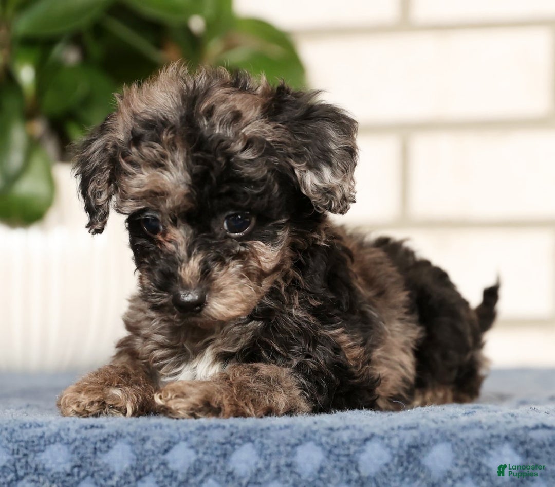 Havapoo dogs for sale: Evelyn - Ad 5