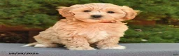 Maltipoo dogs for sale: Frankie - Ad 2