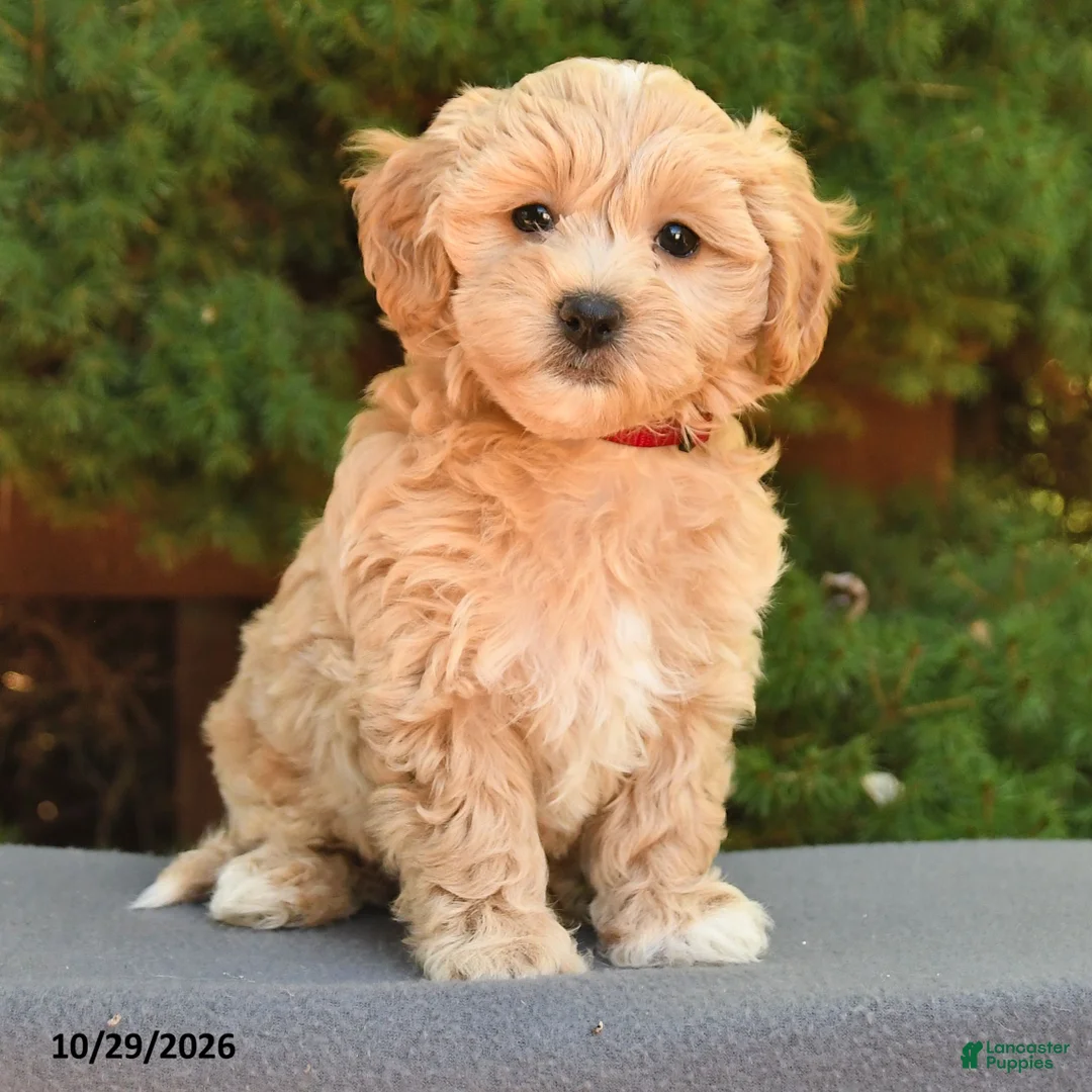 Maltipoo dogs for sale: Frankie - Ad 2