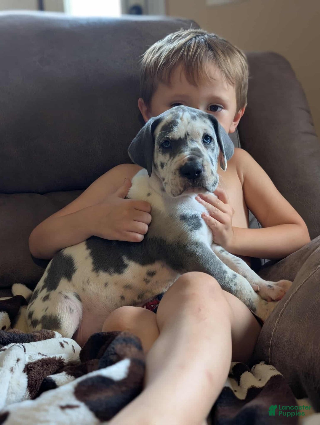 Merle Great Dane Puppies Midwest Great Dane Puppy For Sale In