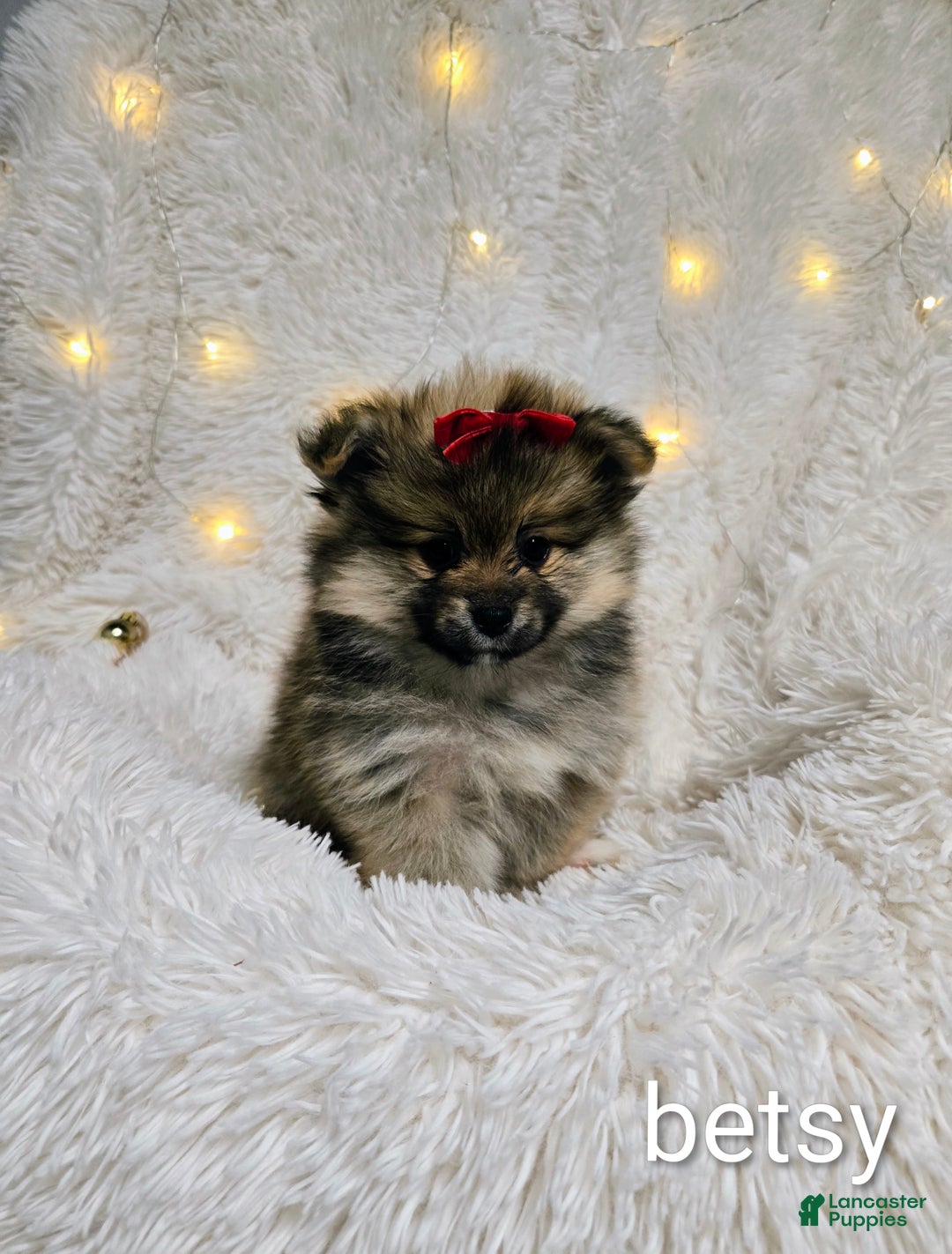 Pomeranian dogs for sale: Betsy - Ad 1