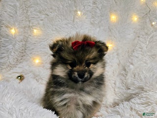 Pomeranian dogs Betsy - Ad 36