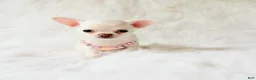 Chihuahua dogs for sale: Liam - Ad 12