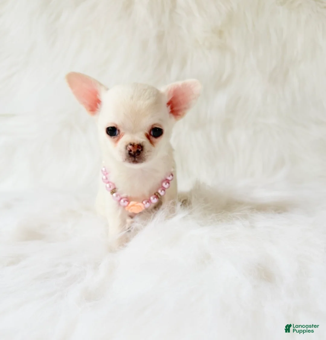 Chihuahua dogs for sale: Liam - Ad 12