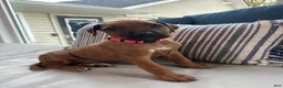 Rhodesian Ridgeback dogs for sale: SOLD “JOJO" AKC RHODESIAN RIDGEBACK - Ad 14