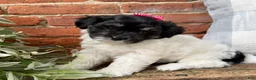 Havapoo dogs for sale: Maisy  - Ad 1