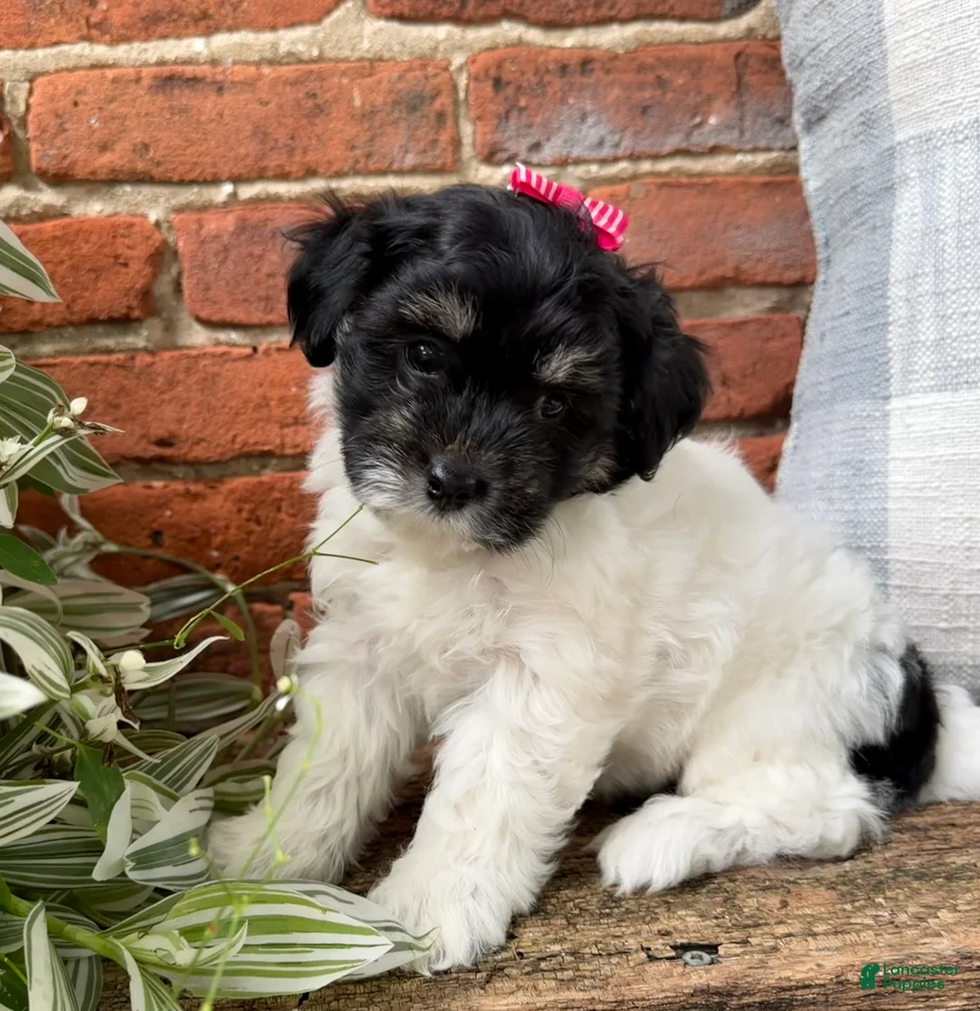 Havapoo dogs for sale: Maisy  - Ad 1