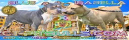 American Bully dogs for sale: LUNA - Ad 4
