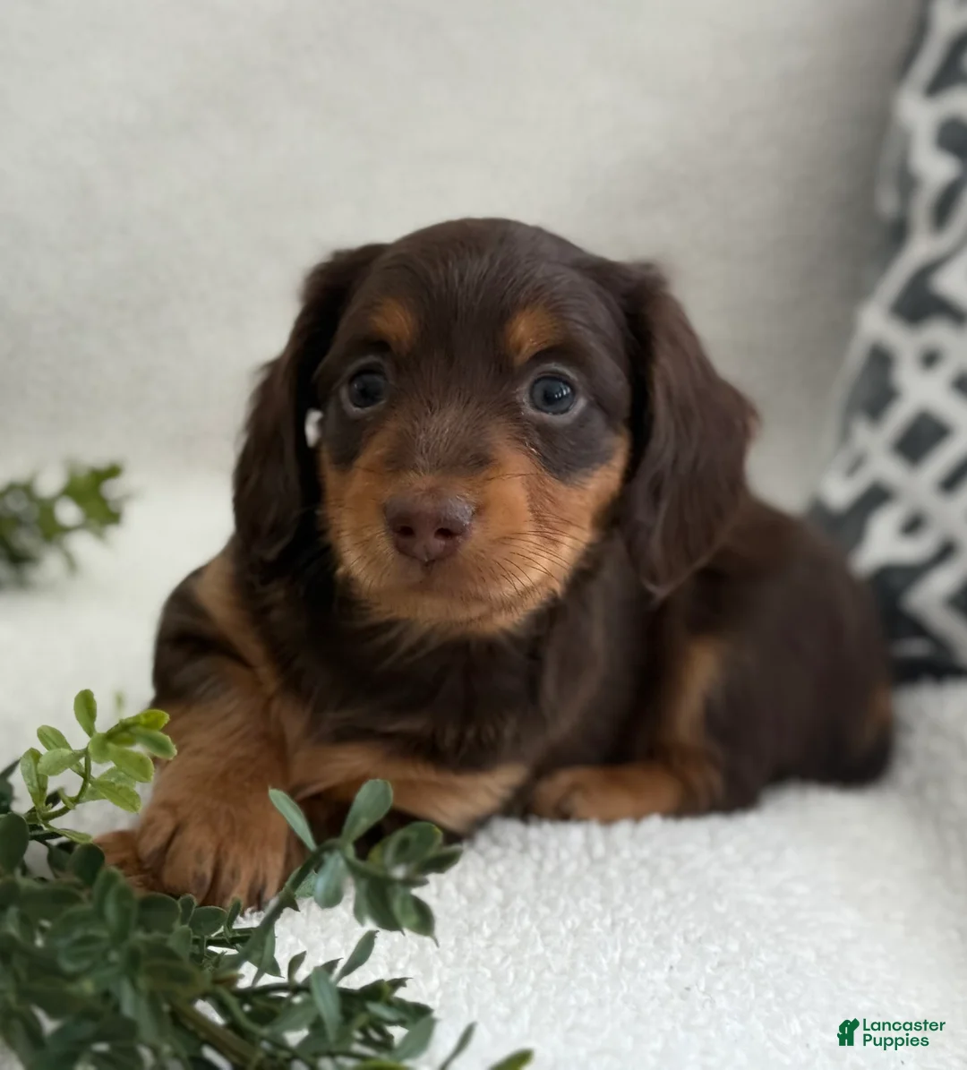 Miniature Dachshund dogs for sale: Tarla - Ad 7