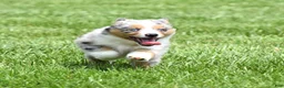 Miniature Australian Shepherd dogs for sale: London - Ad 5