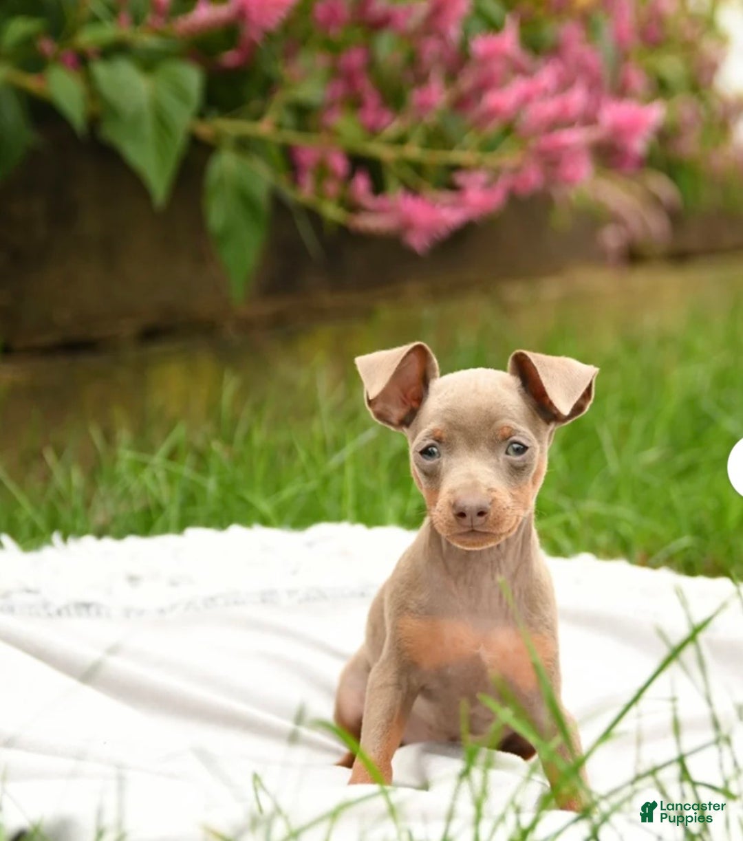 Miniature Pinscher dogs for sale: Miniature Pinscher Puppy 1 - Ad 4