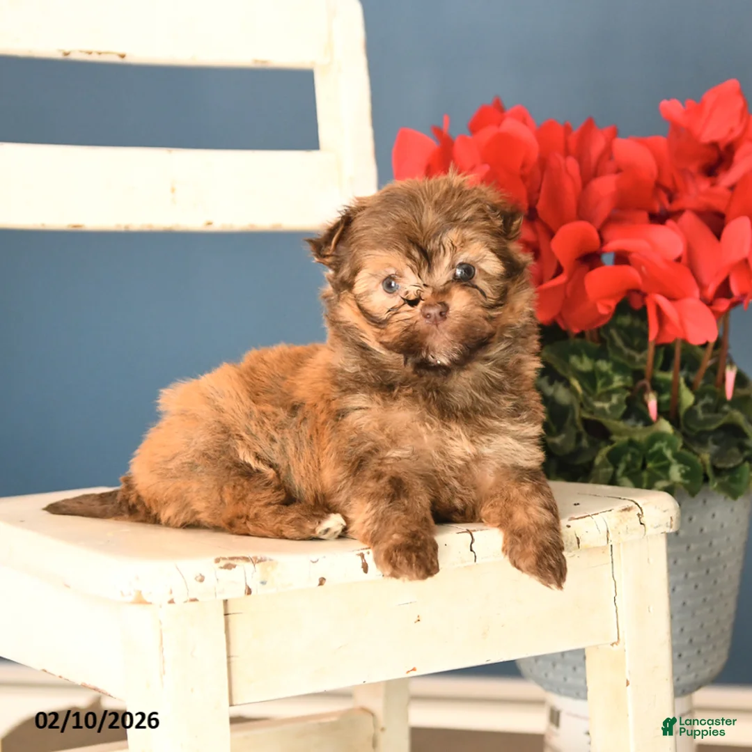 Havanese dogs for sale: Pal  - Ad 4