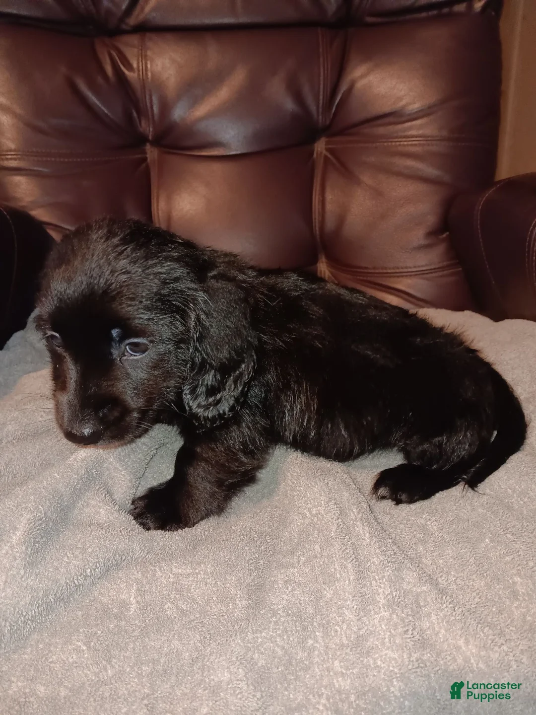 Miniature Dachshund dogs for sale: Miniature Dachshund 1 - Ad 2