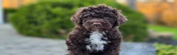 Portuguese Water Dog dogs for sale: Fargo - Ad 1