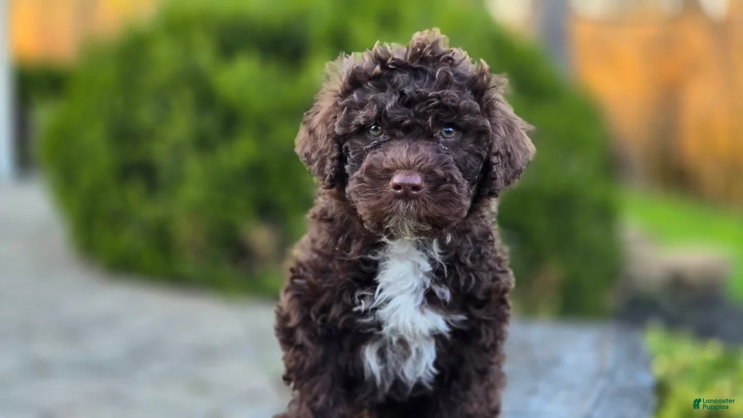 Portuguese Water Dog dogs for sale: Fargo - Ad 1
