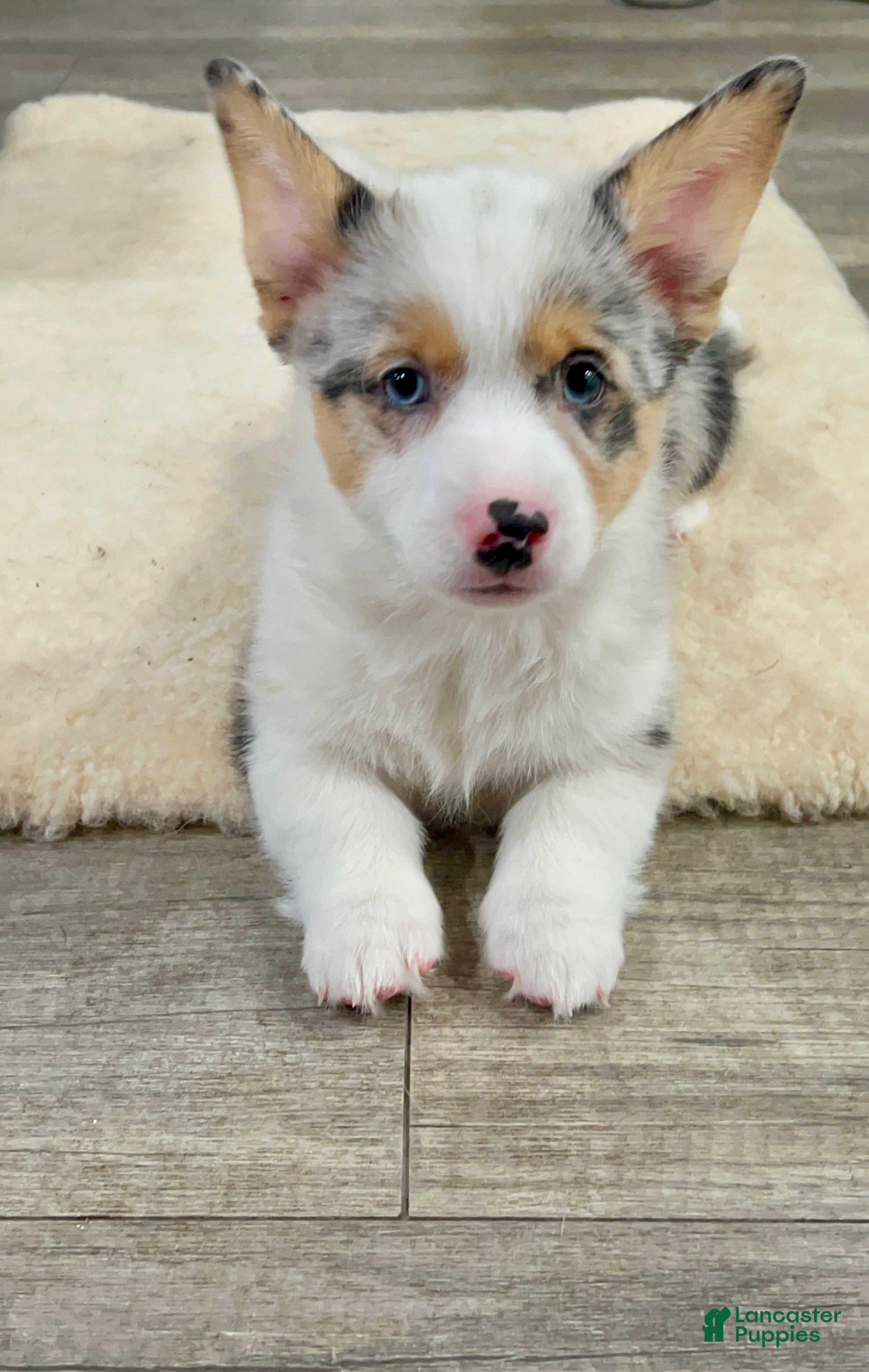Welsh Corgi Pembroke dogs  Little L merle - Ad 1