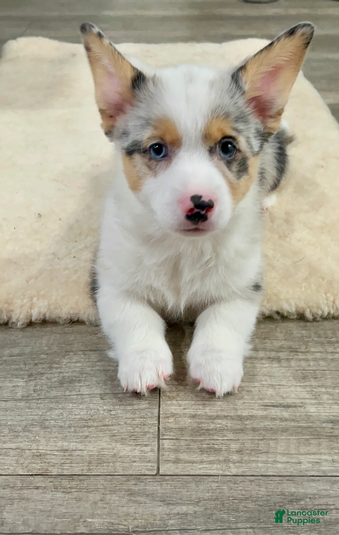 Welsh Corgi Pembroke dogs for sale:  Little L merle - Ad 1