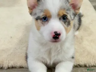 Welsh Corgi Pembroke dogs for sale: Little L merle - Ad 3