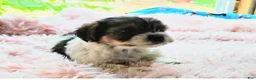 Yorkshire Terrier dogs for sale: Spot - Ad 1