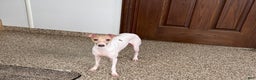 Italian Greyhound dogs for sale: Robbie - Ad 9