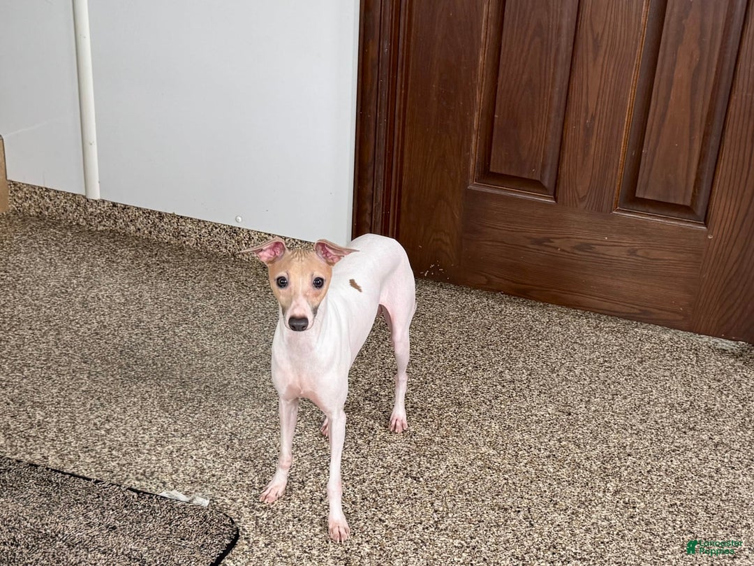 Italian Greyhound dogs for sale: Robbie - Ad 9